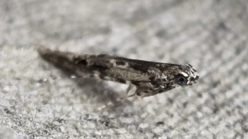 Photo of Poplar Sober (Anacampsis populella)